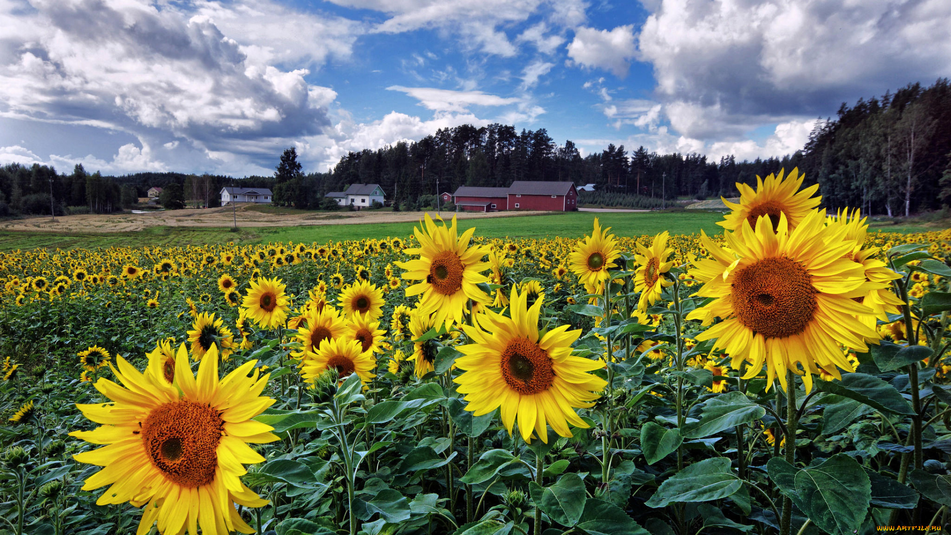 цветы, подсолнухи, поле, пейзаж