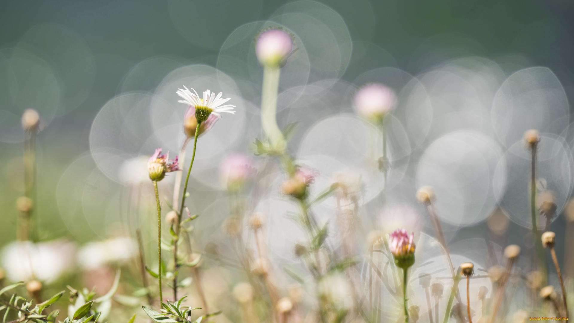цветы, ромашки, ромашка
