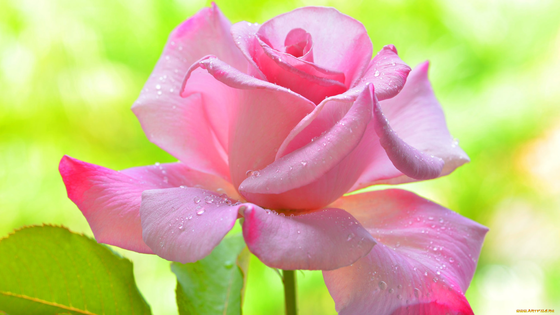 цветы, розы, лепестки, капли, цветок, роза