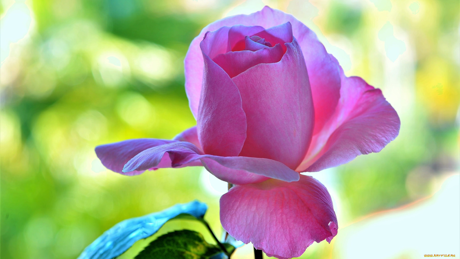 цветы, розы, роза, фон, лепестки, цветок