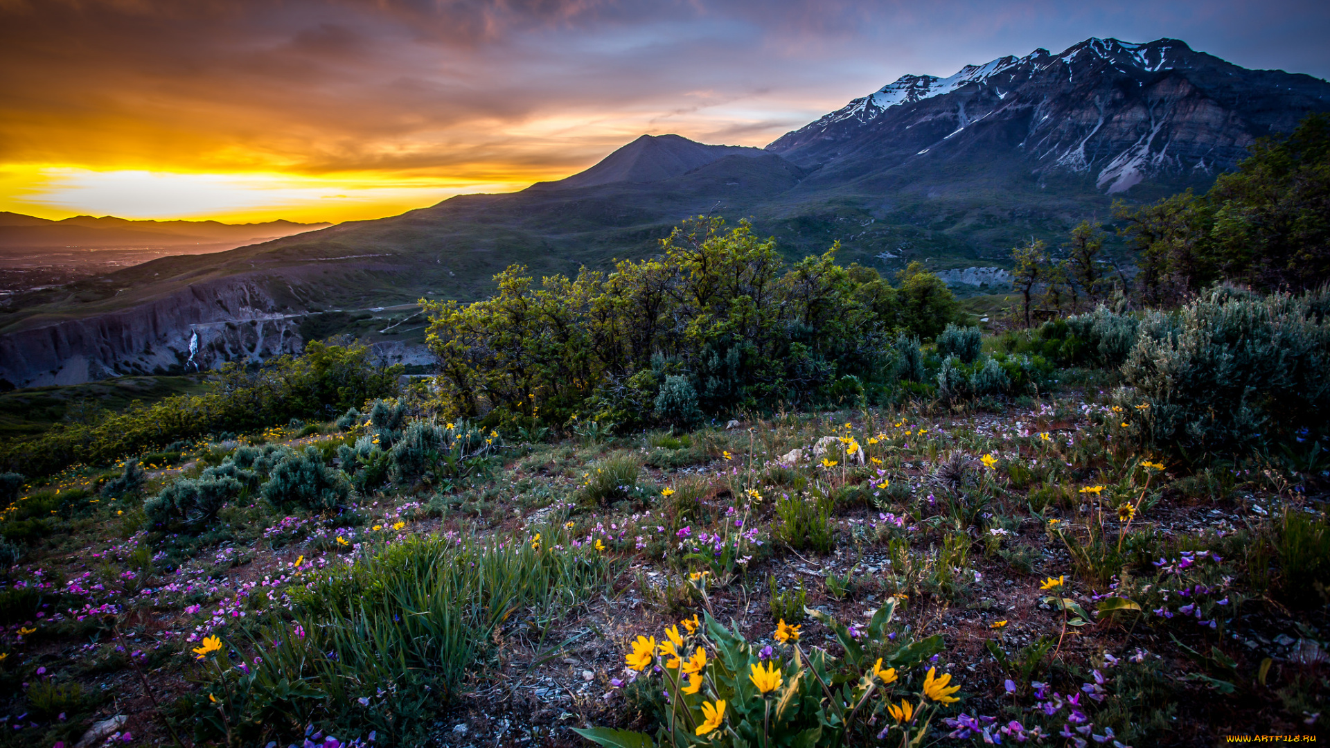 природа, луга, простор