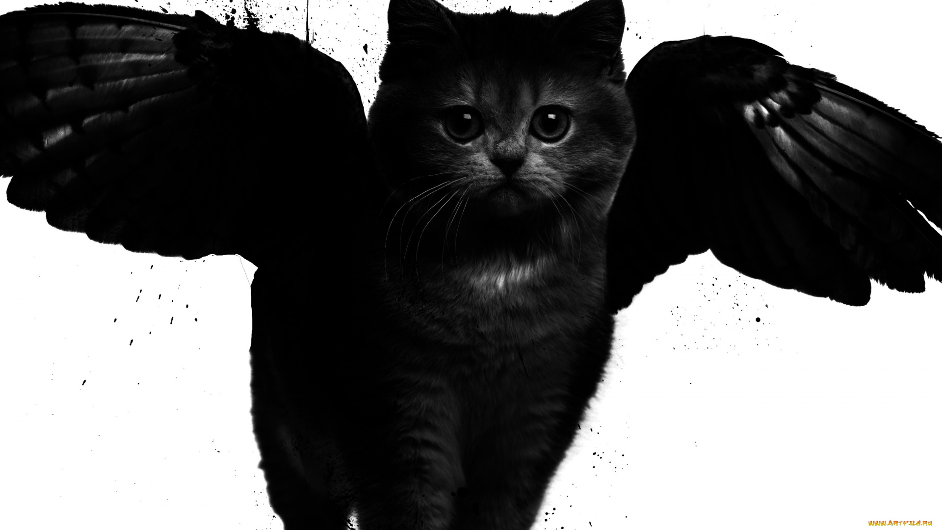 разное, компьютерный, дизайн, кот, арт, крылья, черно-белое, стиль