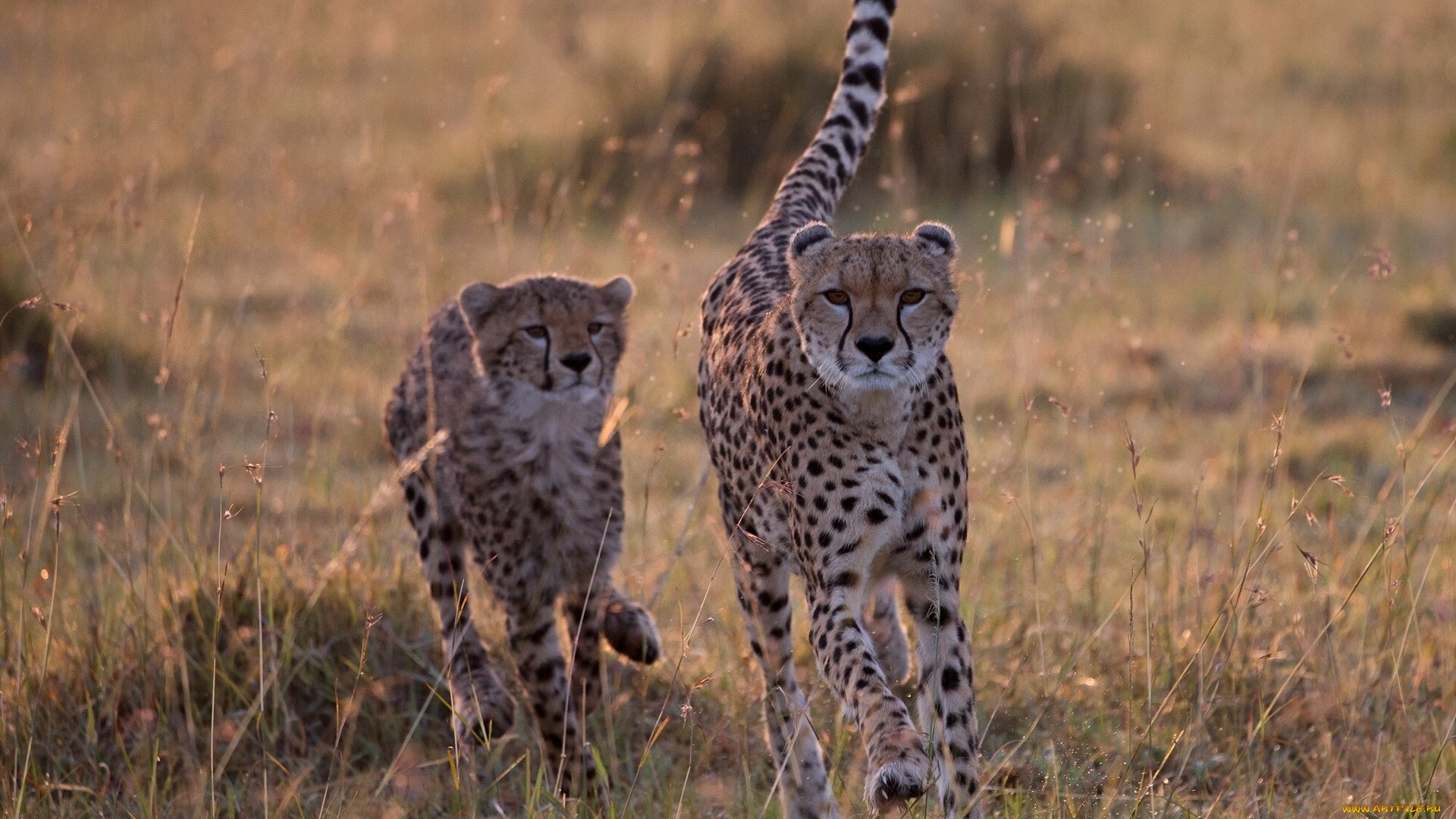 животные, гепарды, двое, взгляд