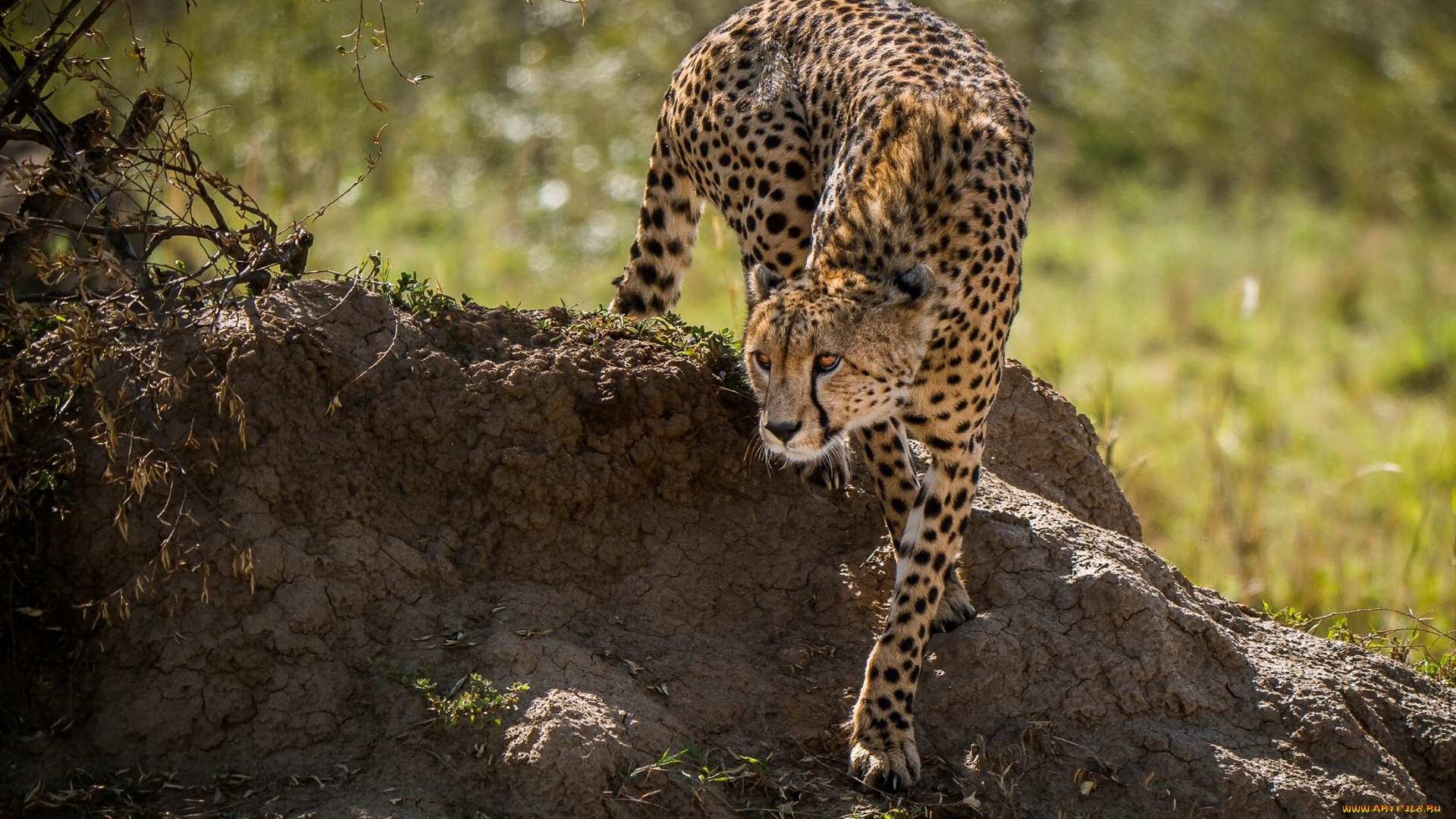 животные, гепарды, природа