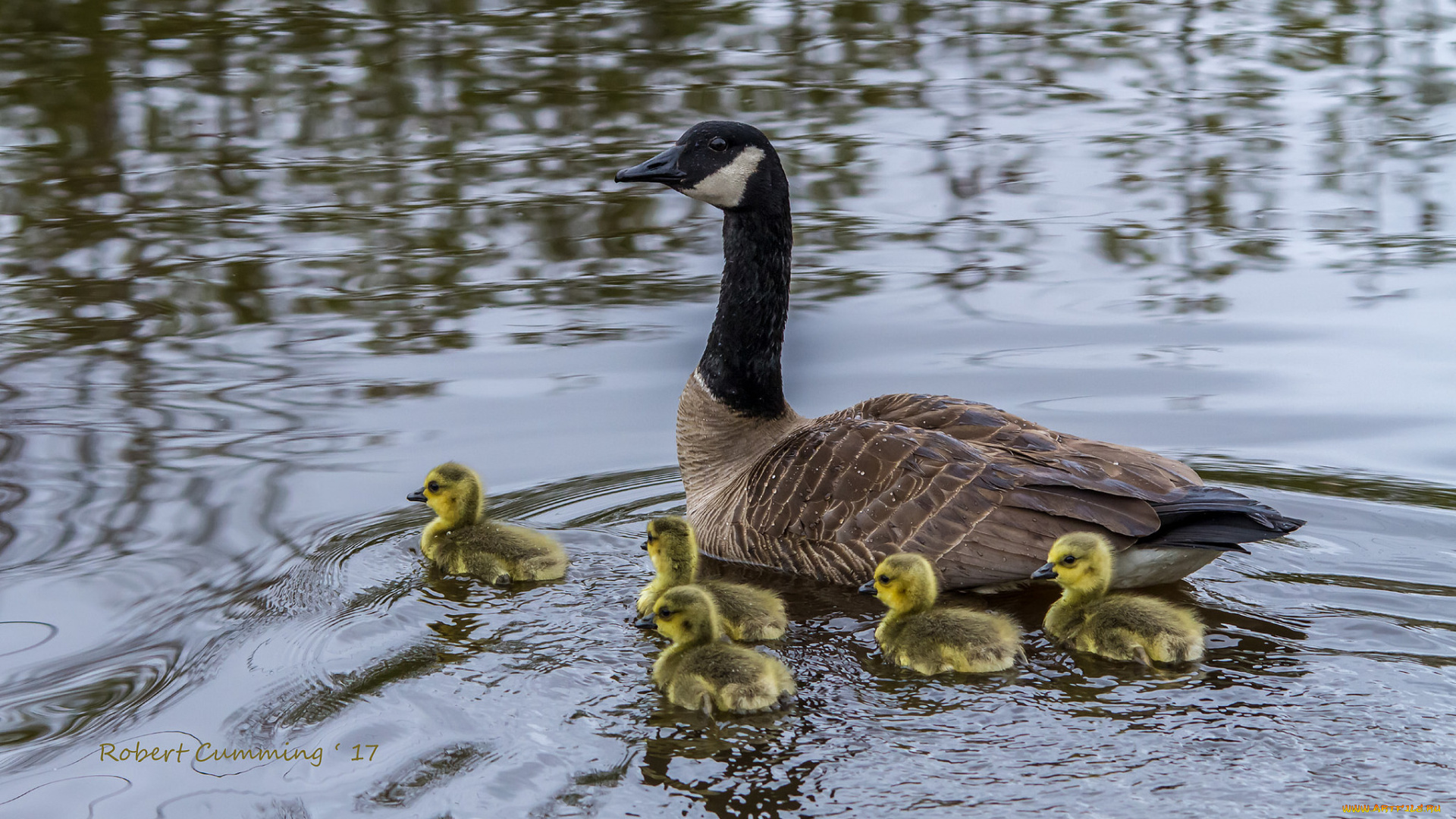 животные, гуси