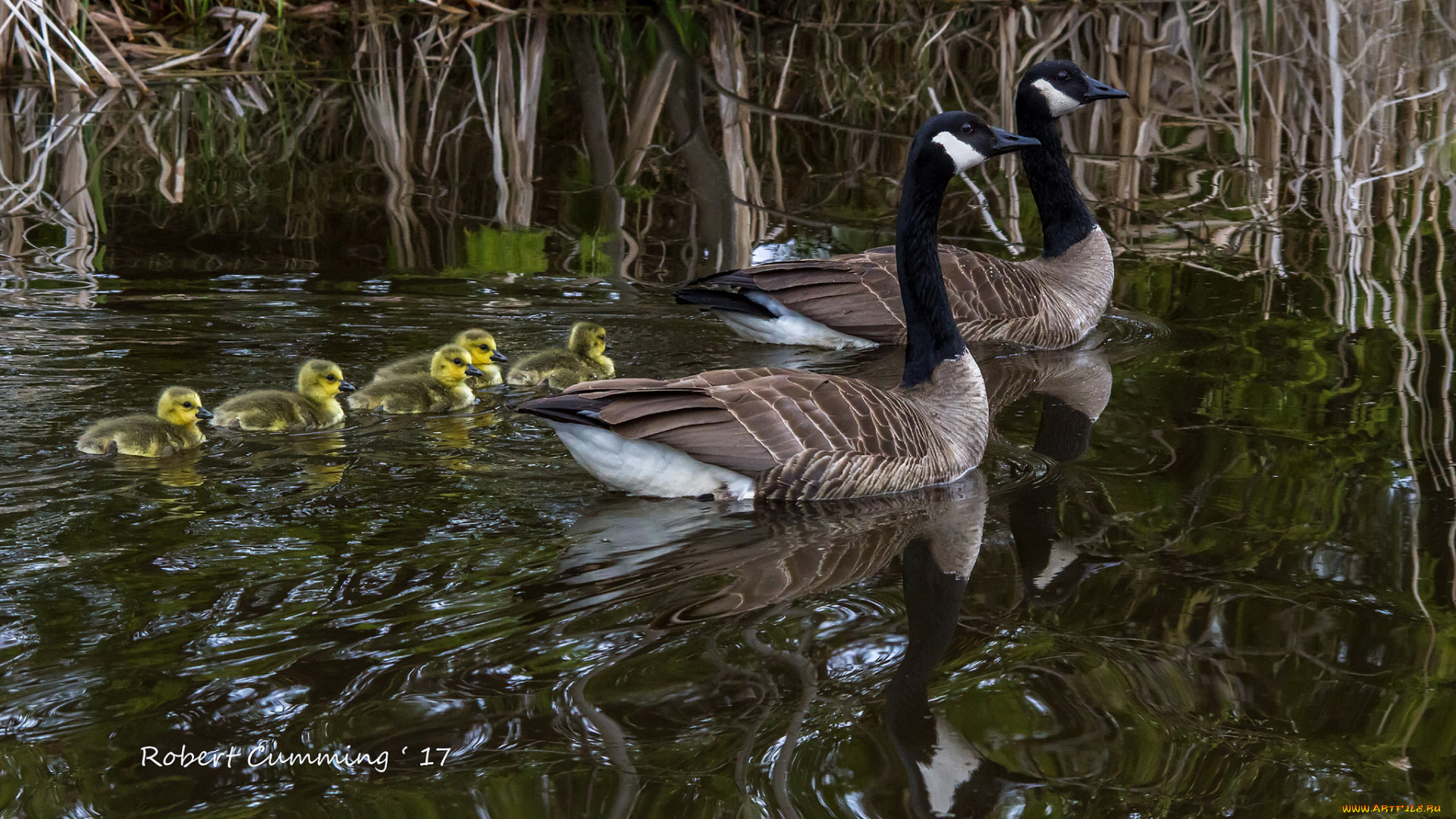 животные, гуси