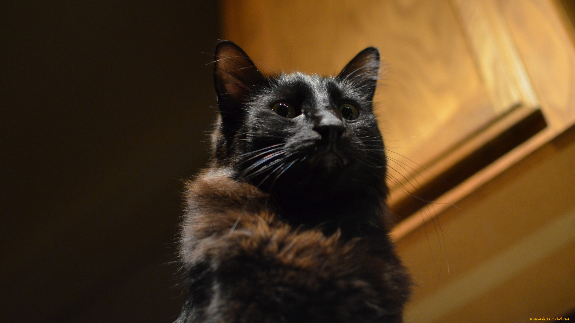 животные, коты, черный, цвет