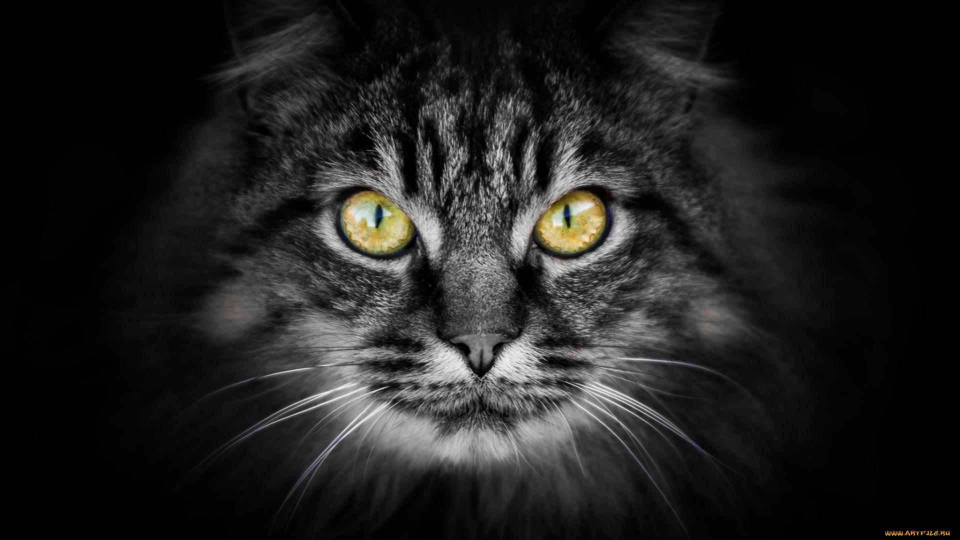 животные, коты, фон, взгляд, кот, котяра, кошак, котэ