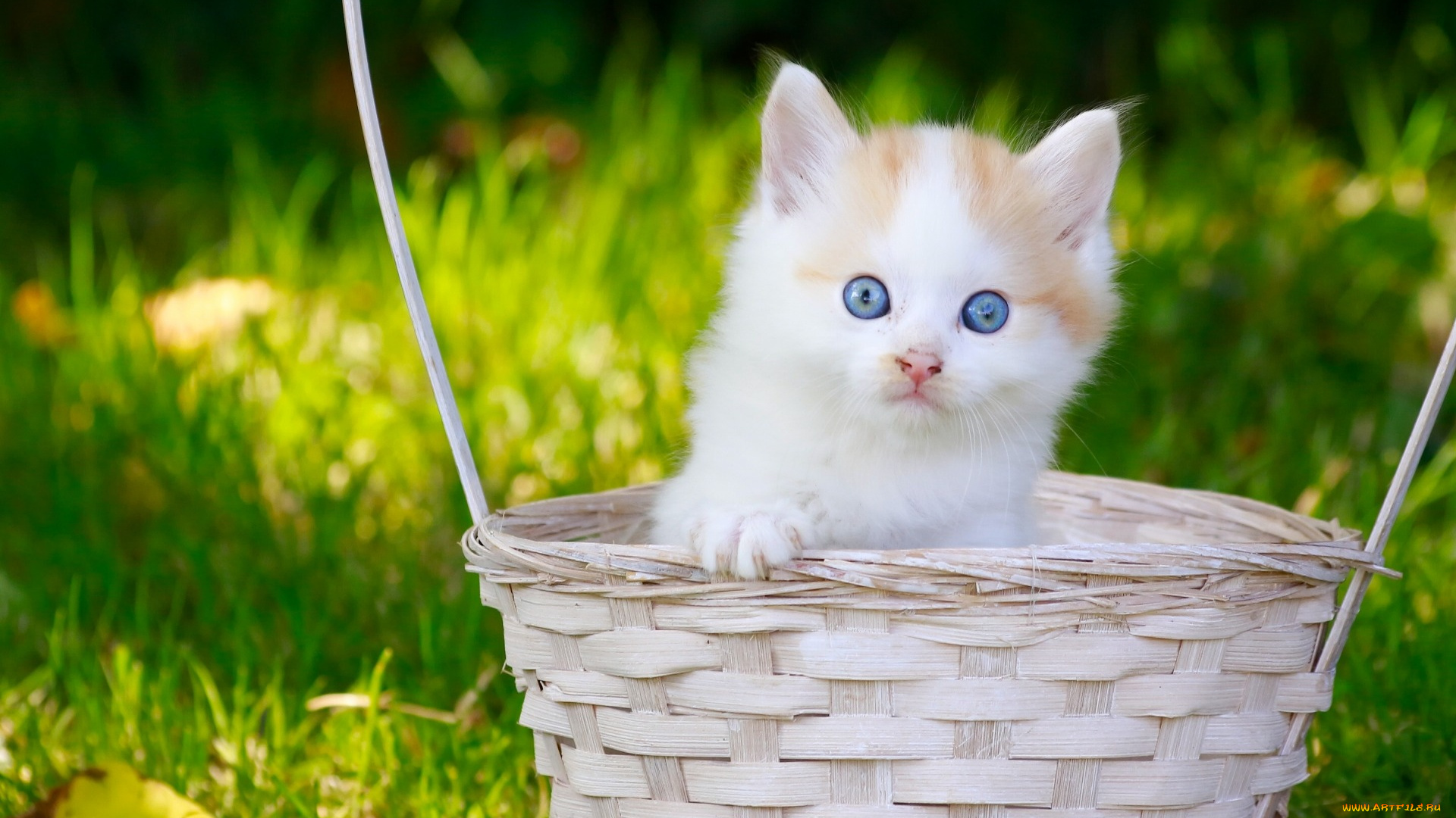 животные, коты, корзинка