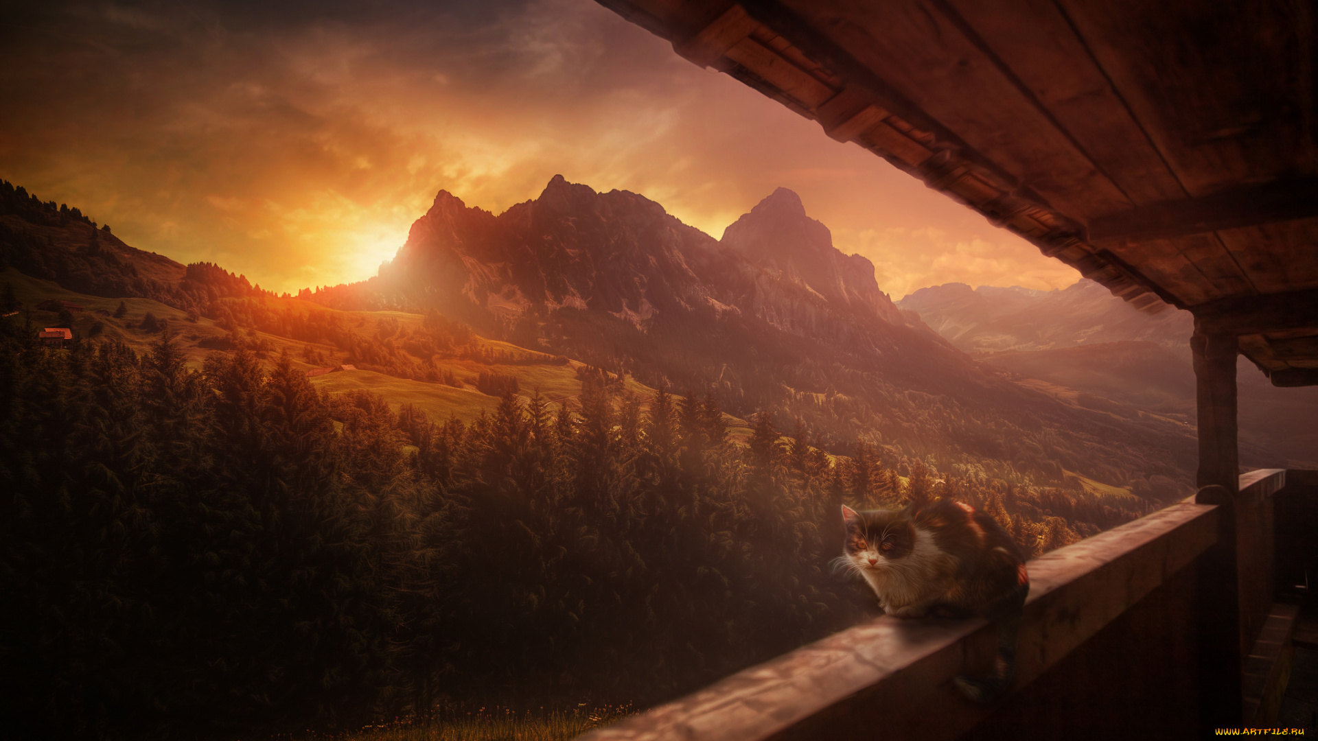 животные, коты, кошка