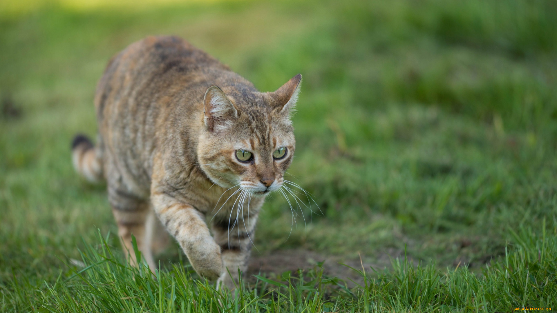 животные, коты, кошка, взгляд, лужайка