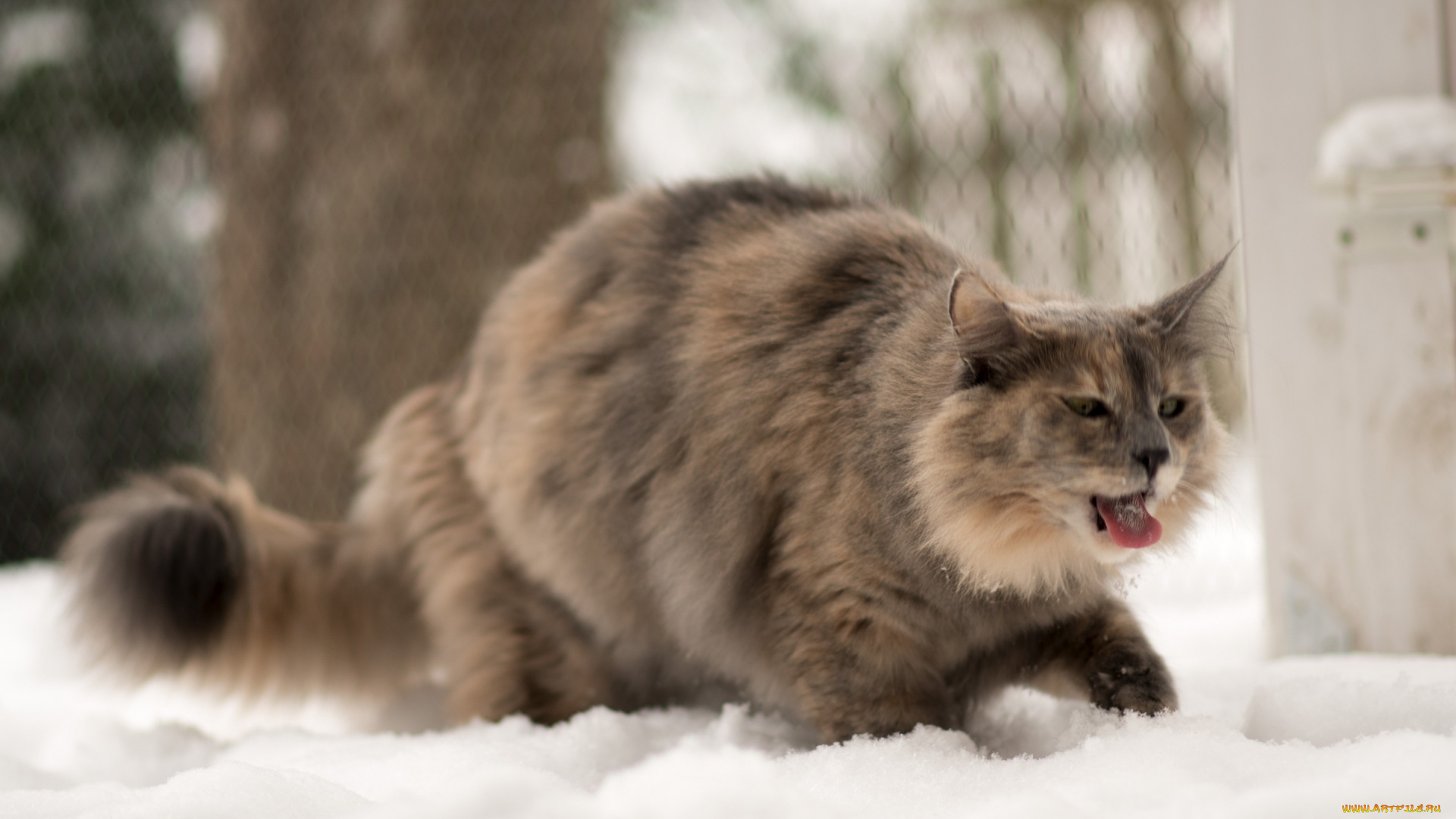 животные, коты, кошка, зима, язык