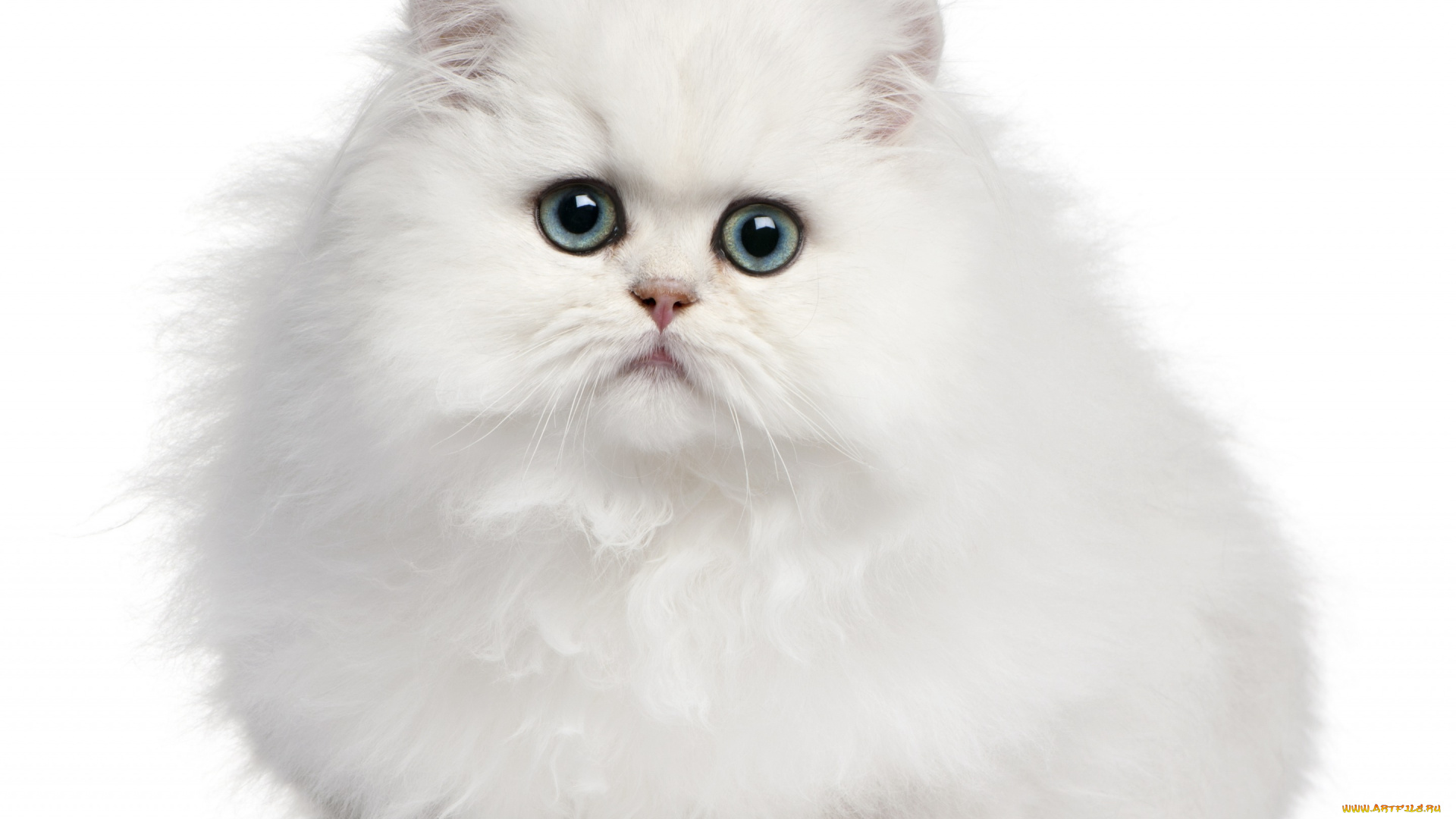 животные, коты, кот, белый, фон, кошка, котёнок