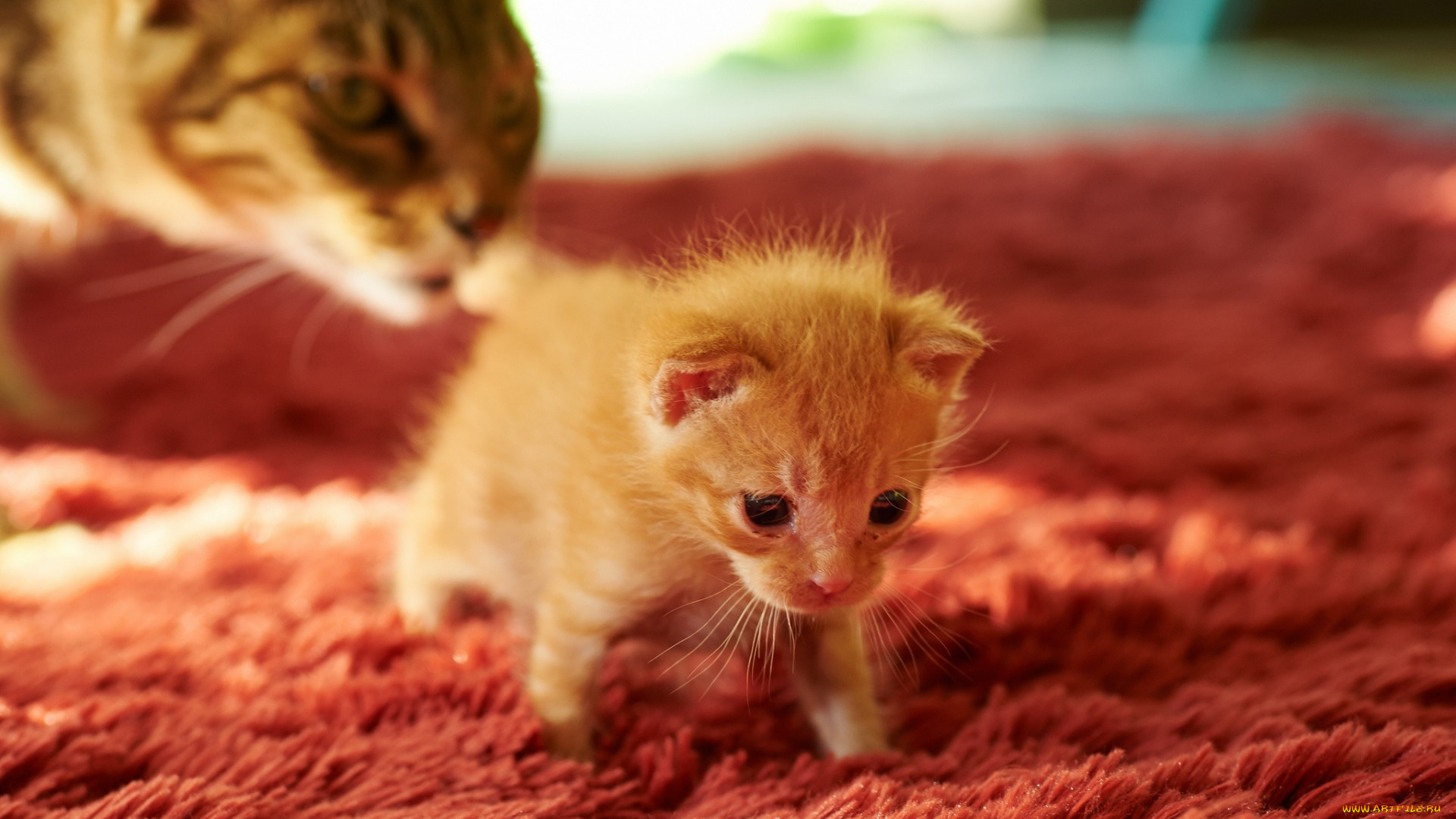 животные, коты, котенок