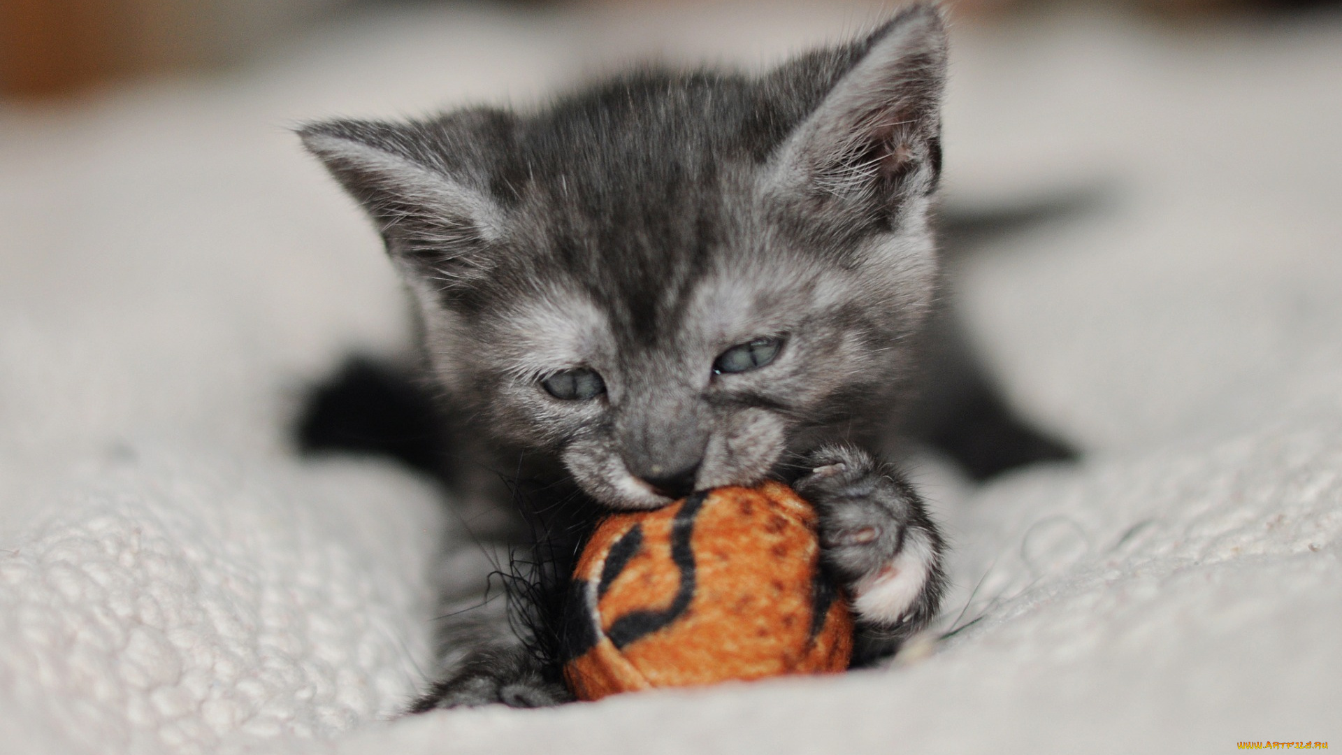 животные, коты, котенок