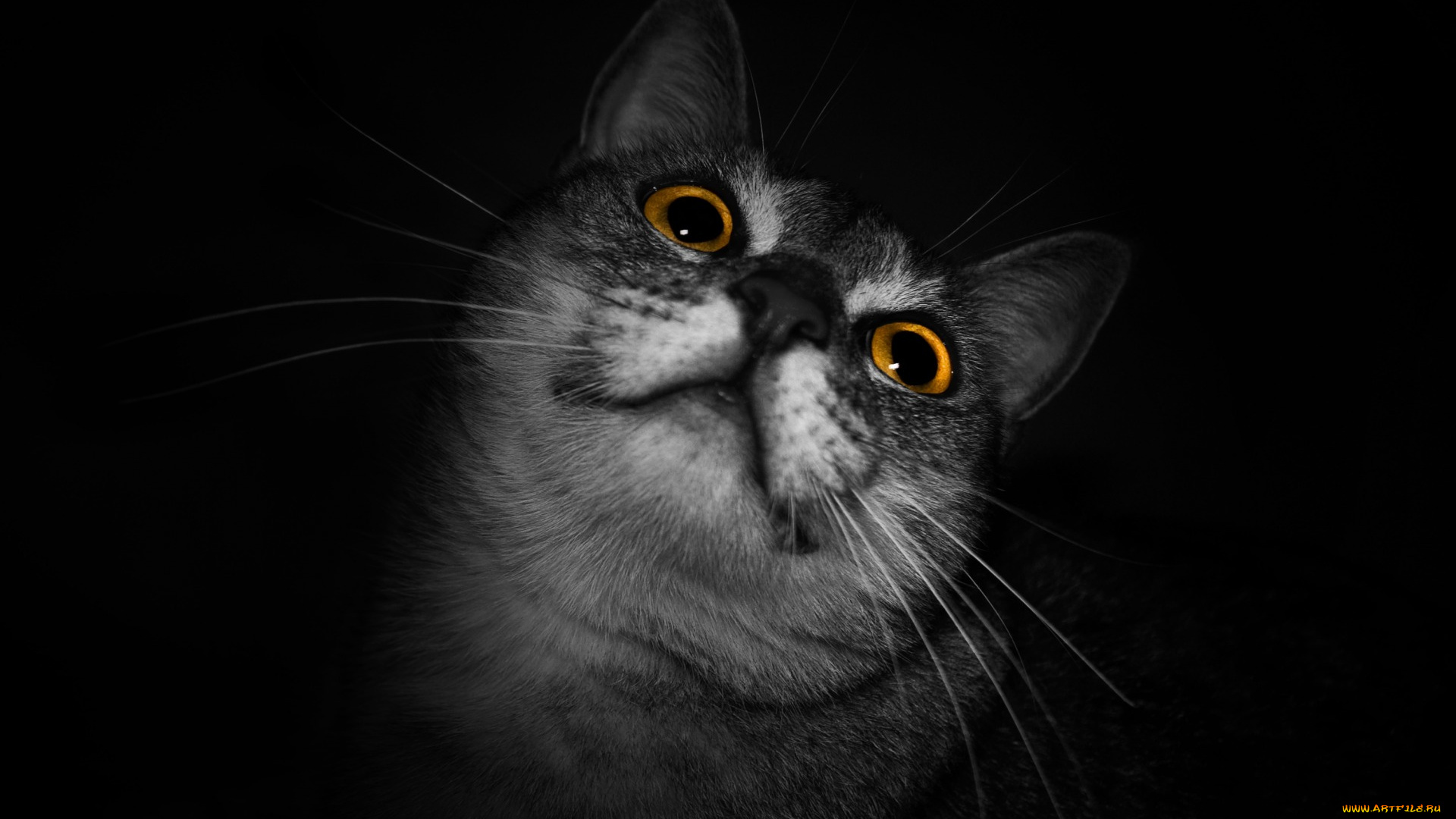 животные, коты, морда