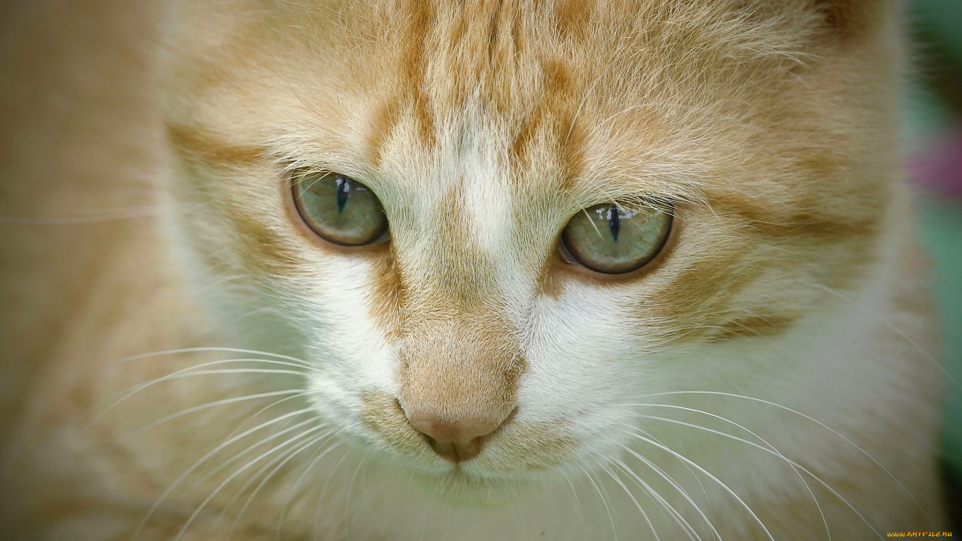 животные, коты, морда