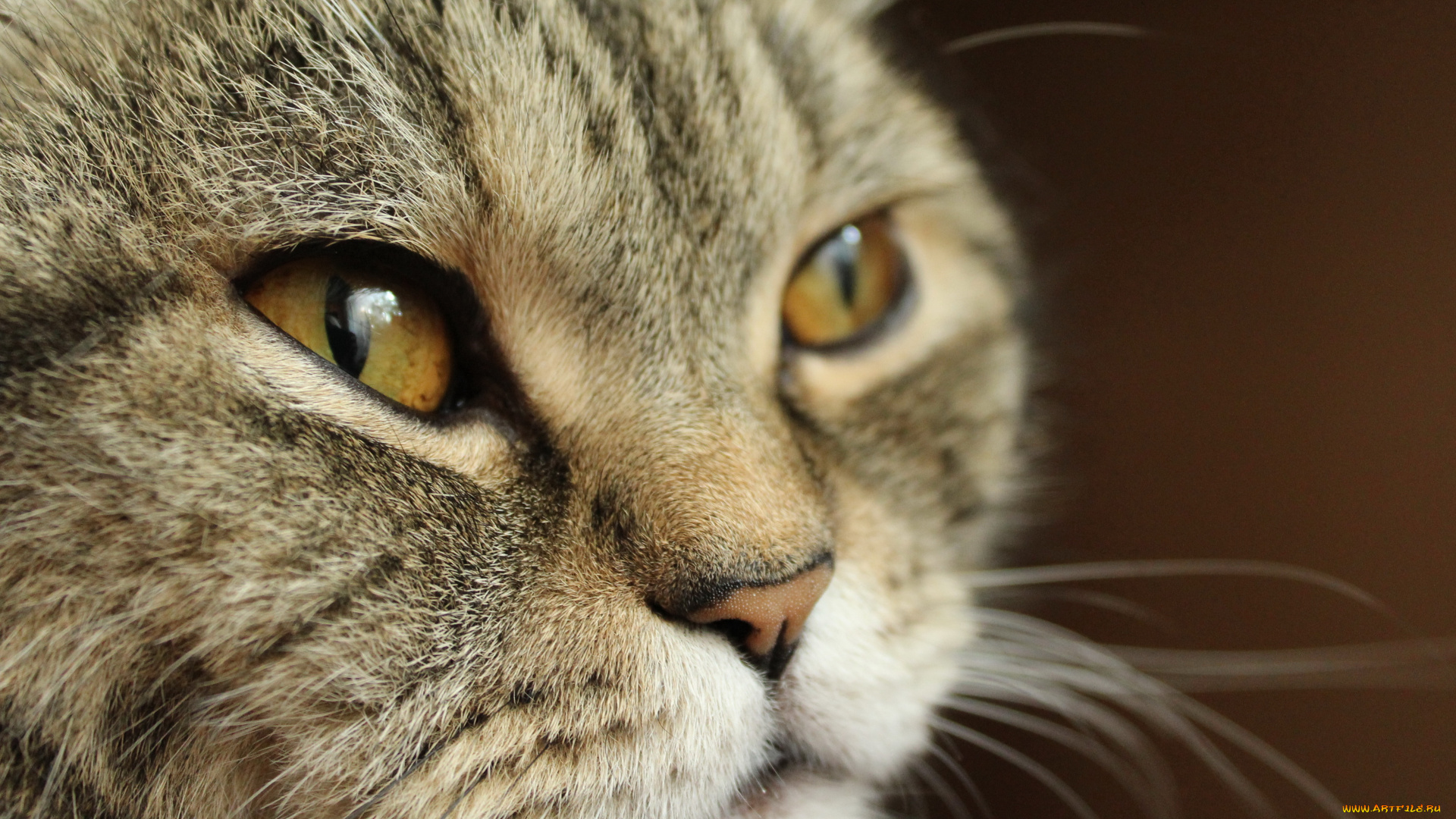животные, коты, морда, фон, взгляд, кот