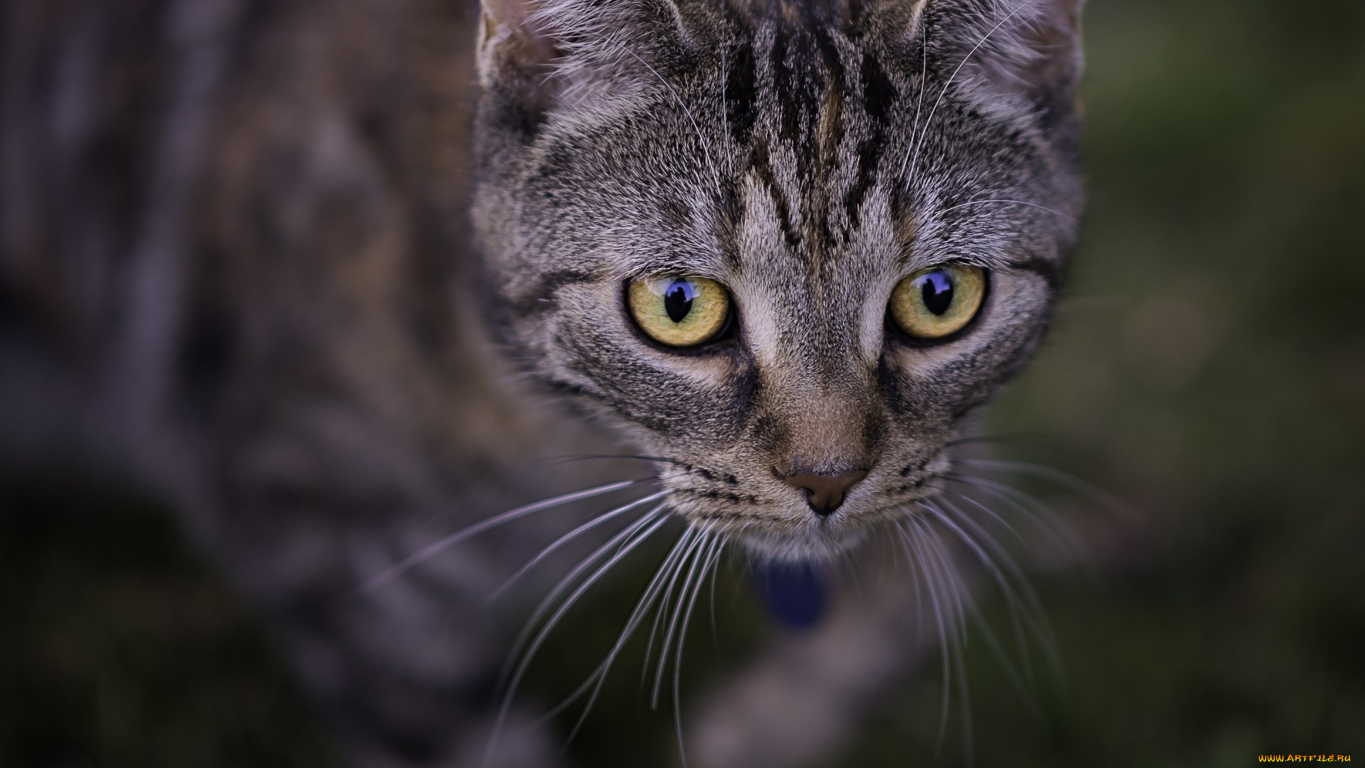 животные, коты, морда, взгляд