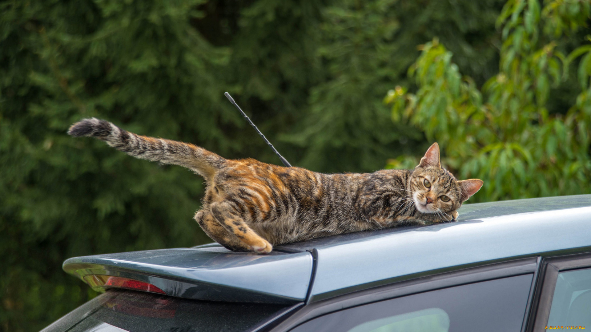 животные, коты, поездка, кошка, кот, машина, хвост, на, крыше, ситуация, авто