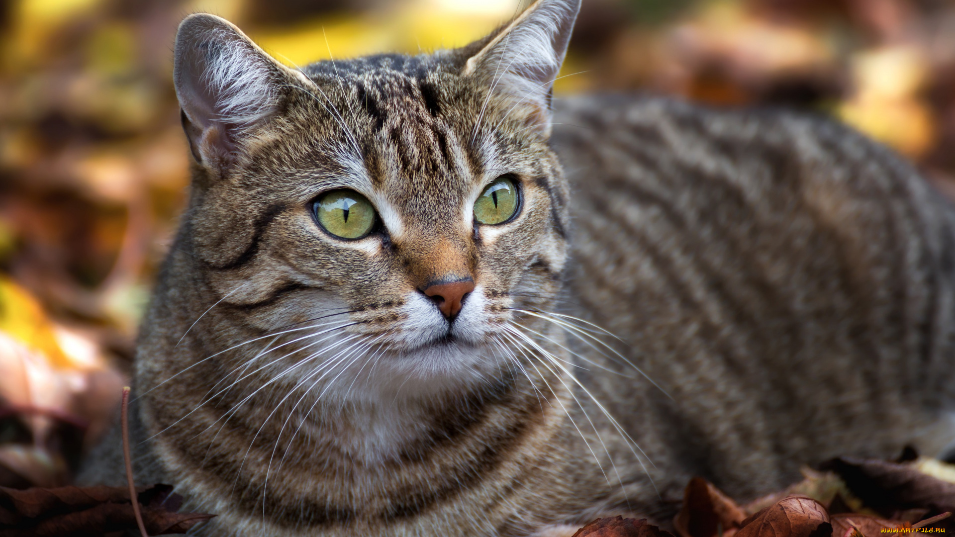 животные, коты, полосатый, красавец, глаза, кот