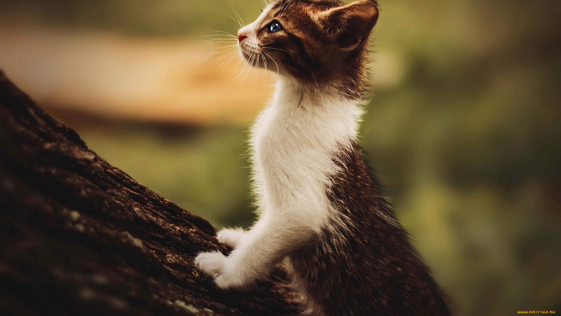 животные, коты, профиль