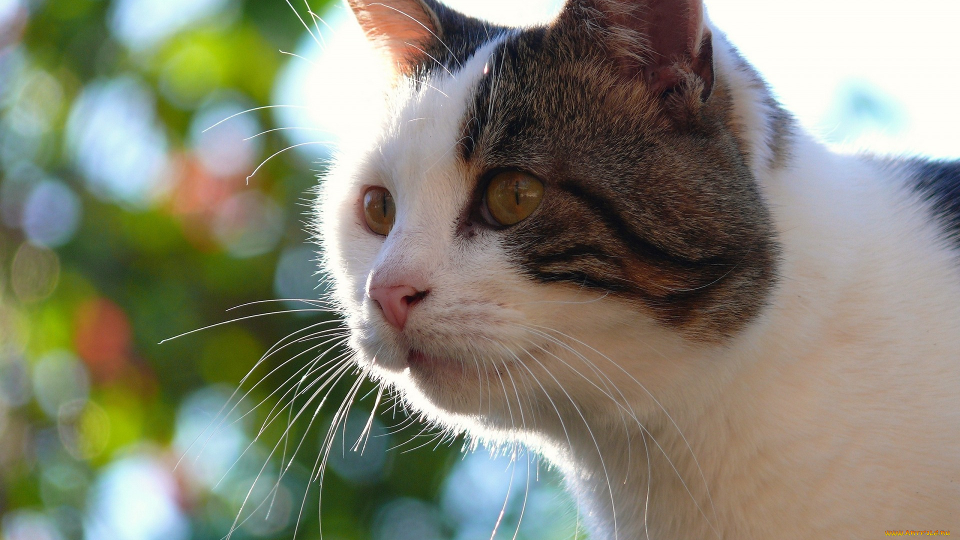 животные, коты, профиль