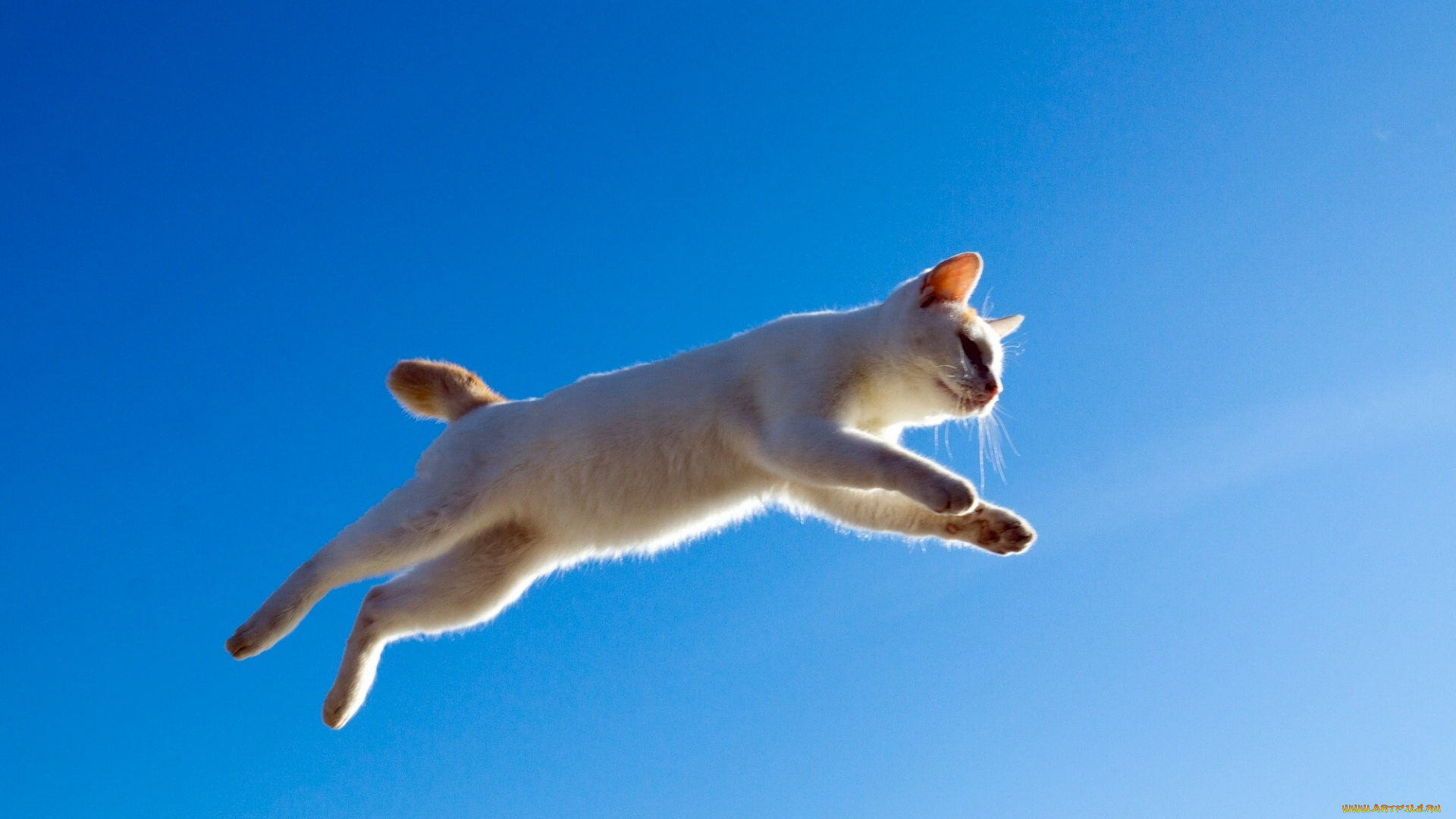 животные, коты, прыжок