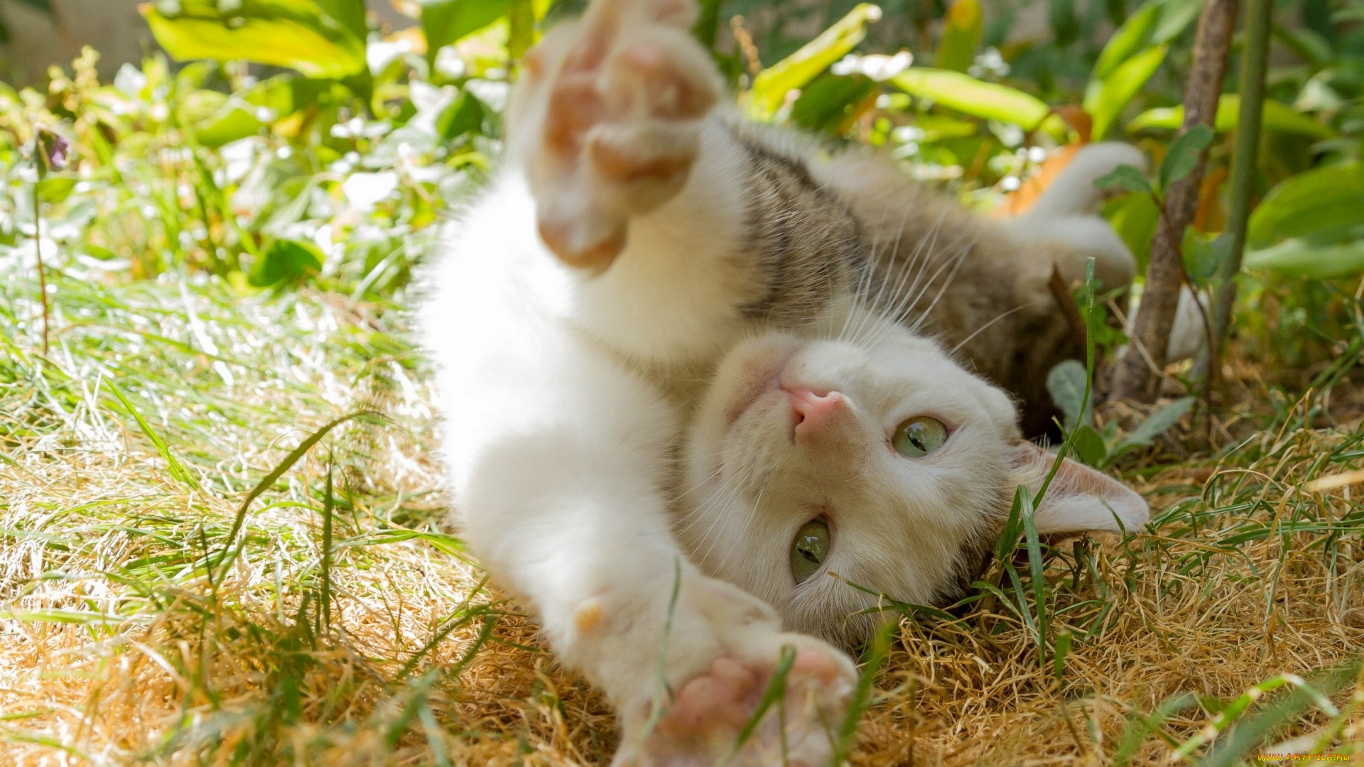 животные, коты, растения