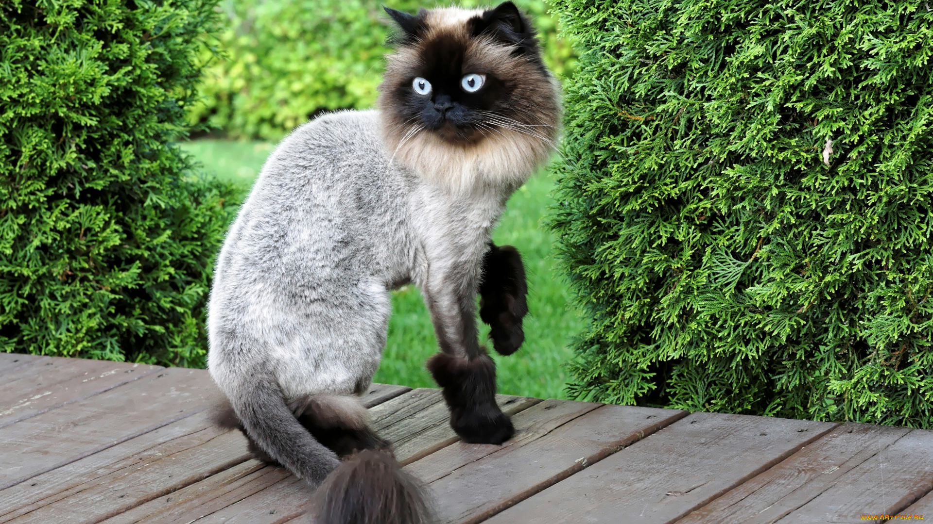 животные, коты, стиль, стрижка, кот