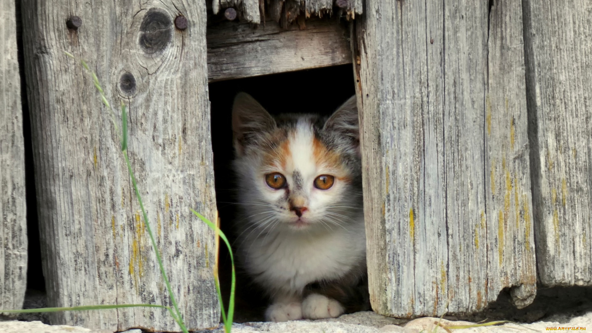 животные, коты, взгляд