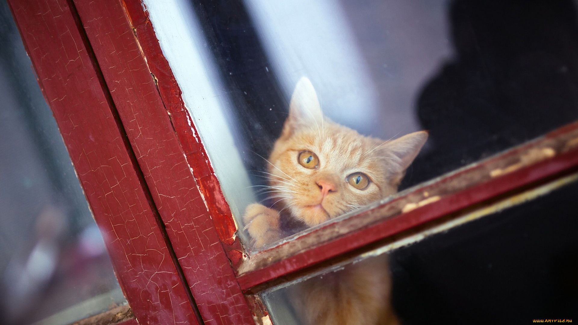 животные, коты, взгляд