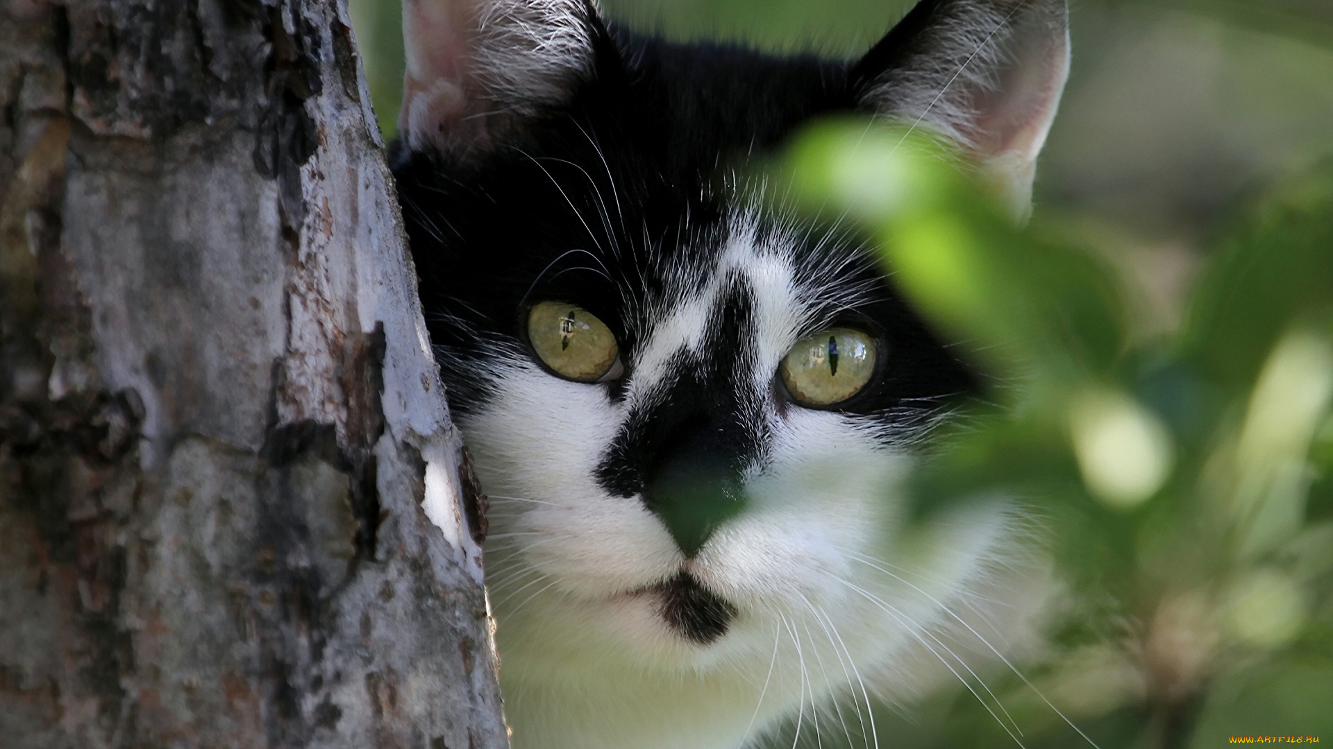 животные, коты, взгляд, морда