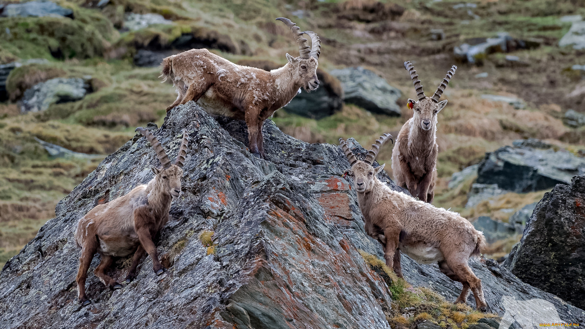 животные, козы