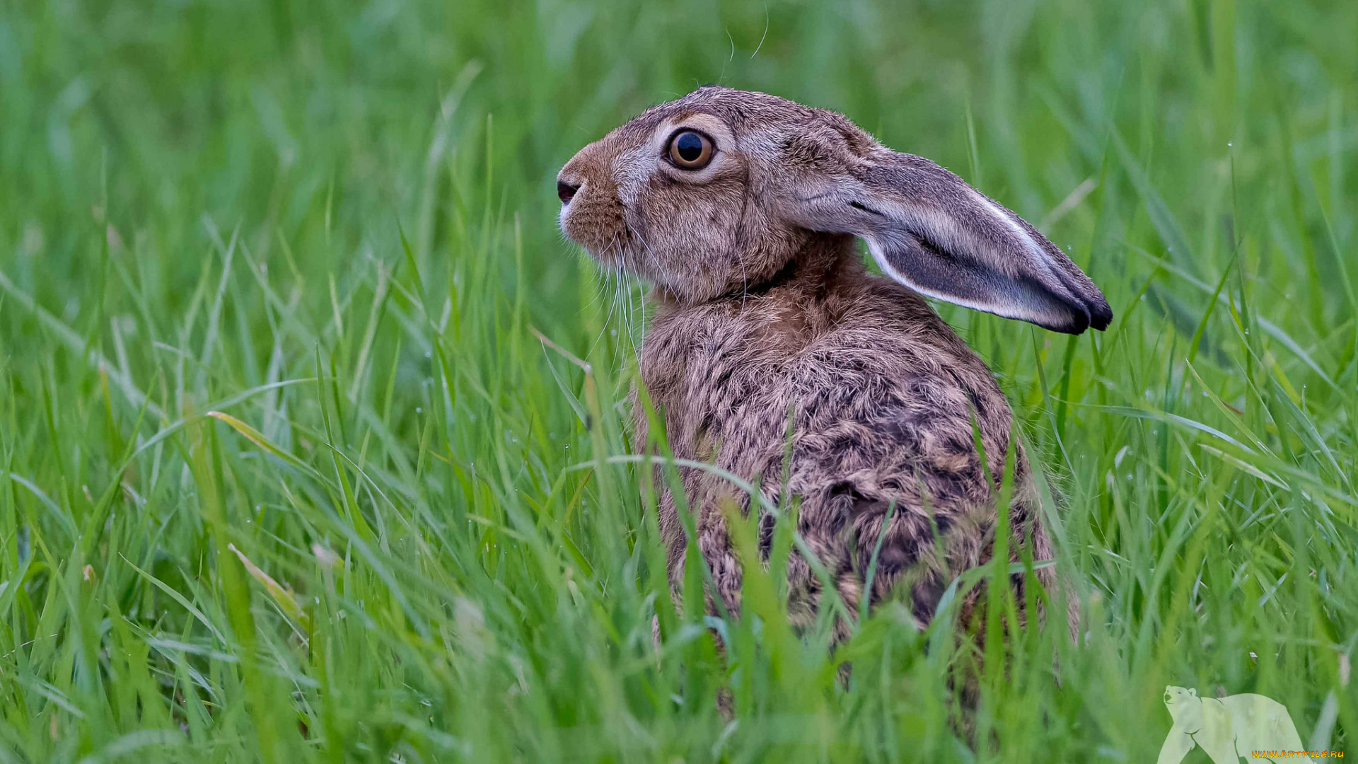 животные, кролики, , зайцы, заяц