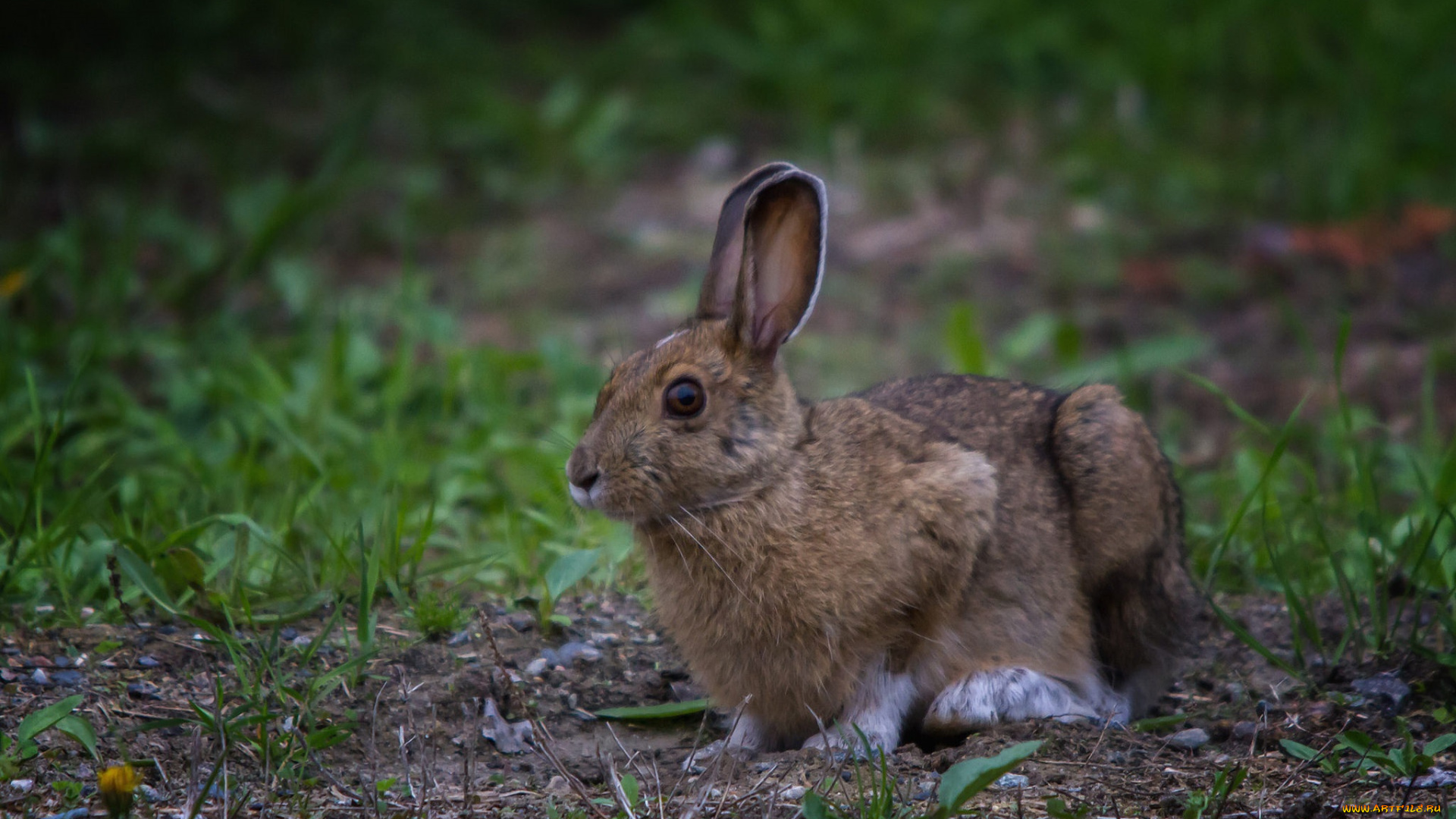 животные, кролики, , зайцы, заяц