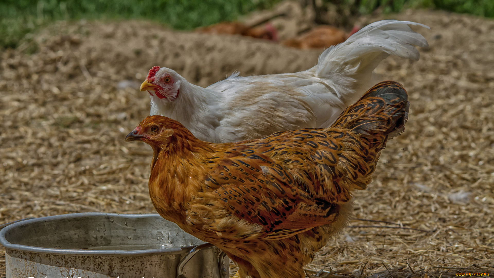 животные, куры, , петухи