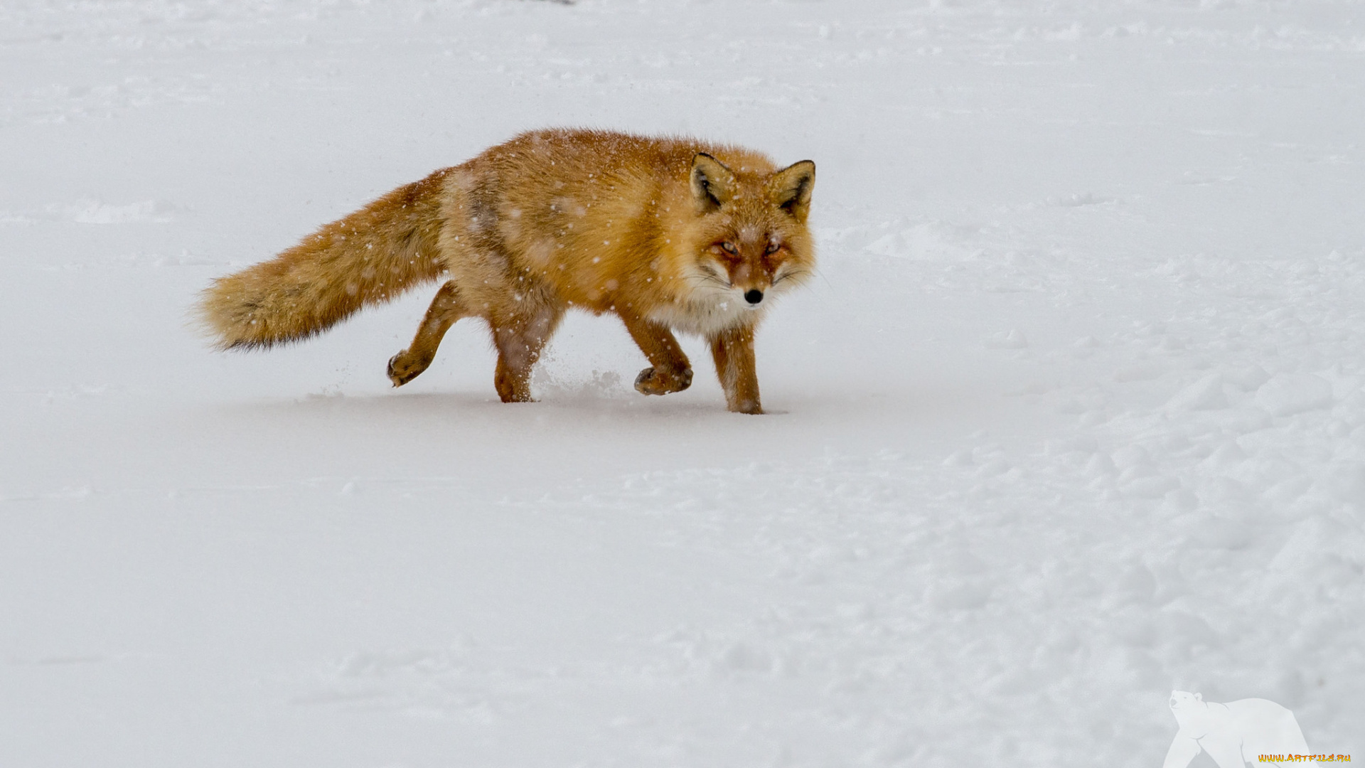 животные, лисы, лиса