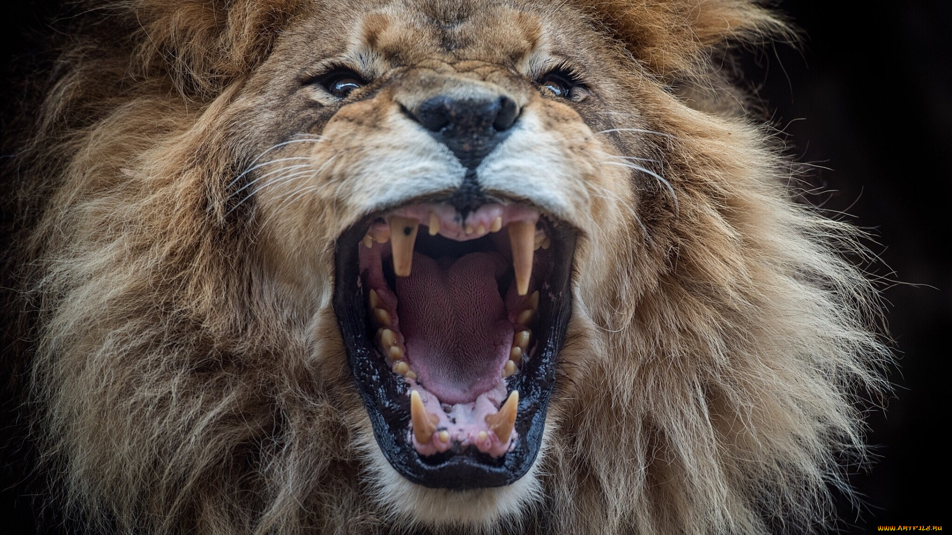 животные, львы, оскал, морда