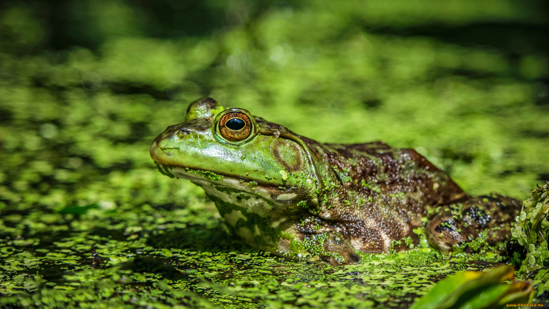 животные, лягушки, лягушка
