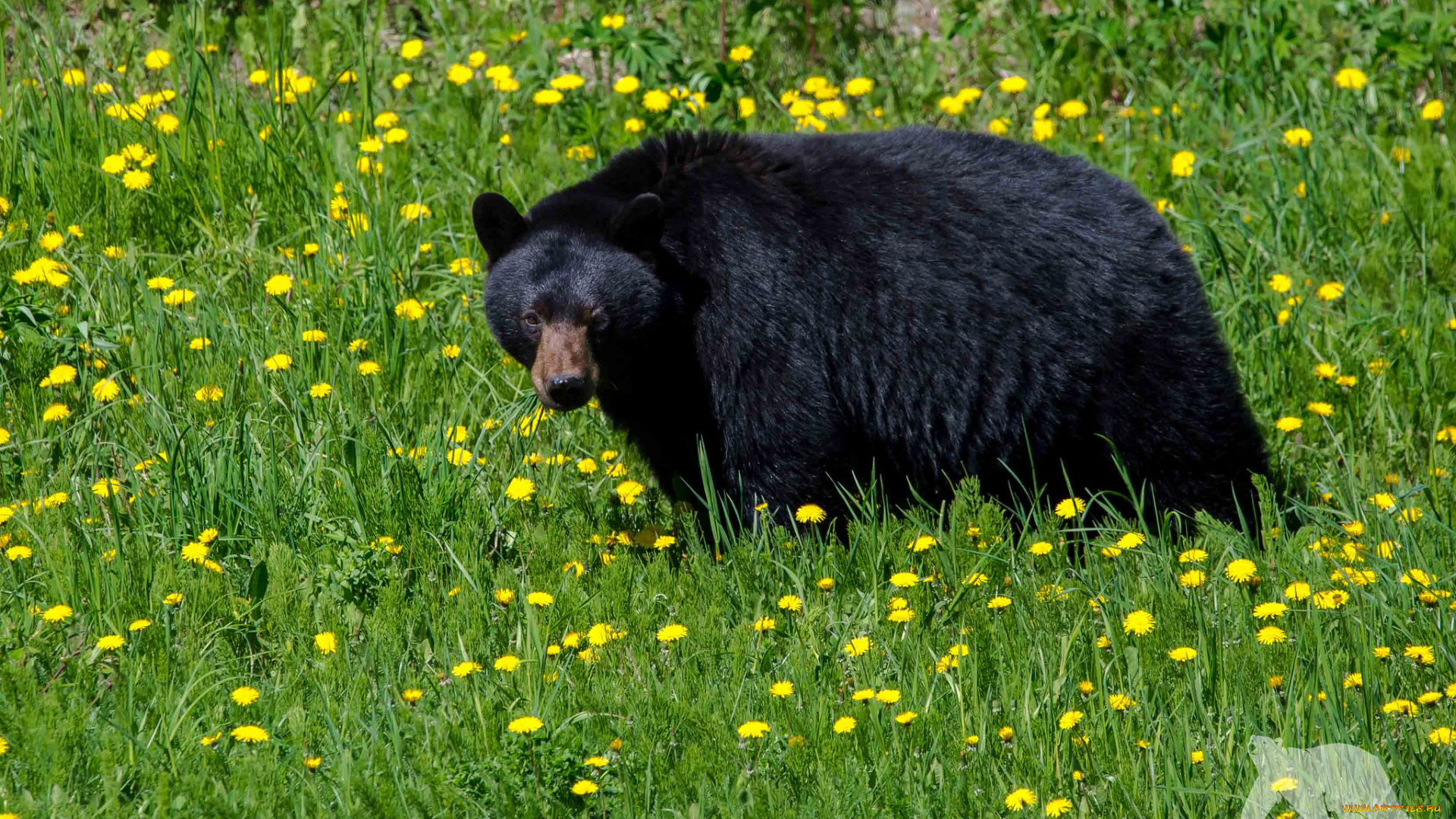 животные, медведи, медведь
