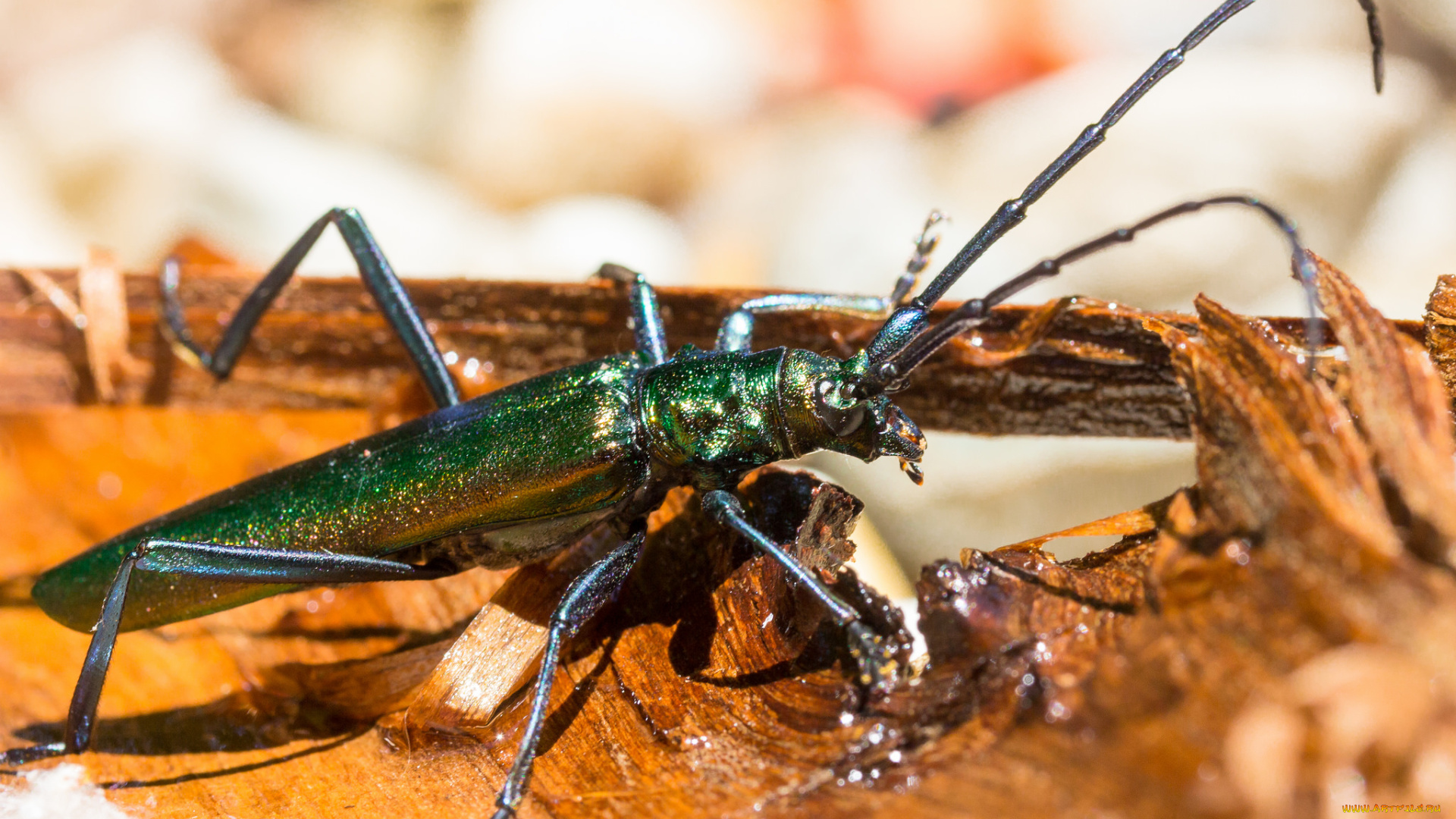 животные, насекомые, жук