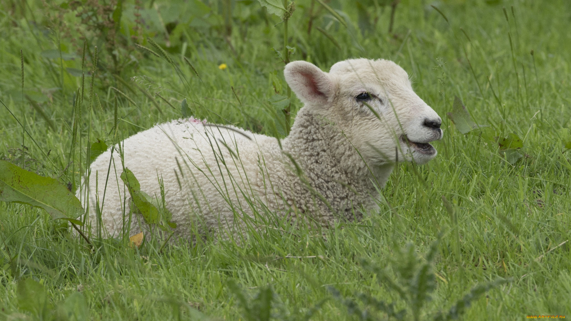 животные, овцы, , бараны, барашка