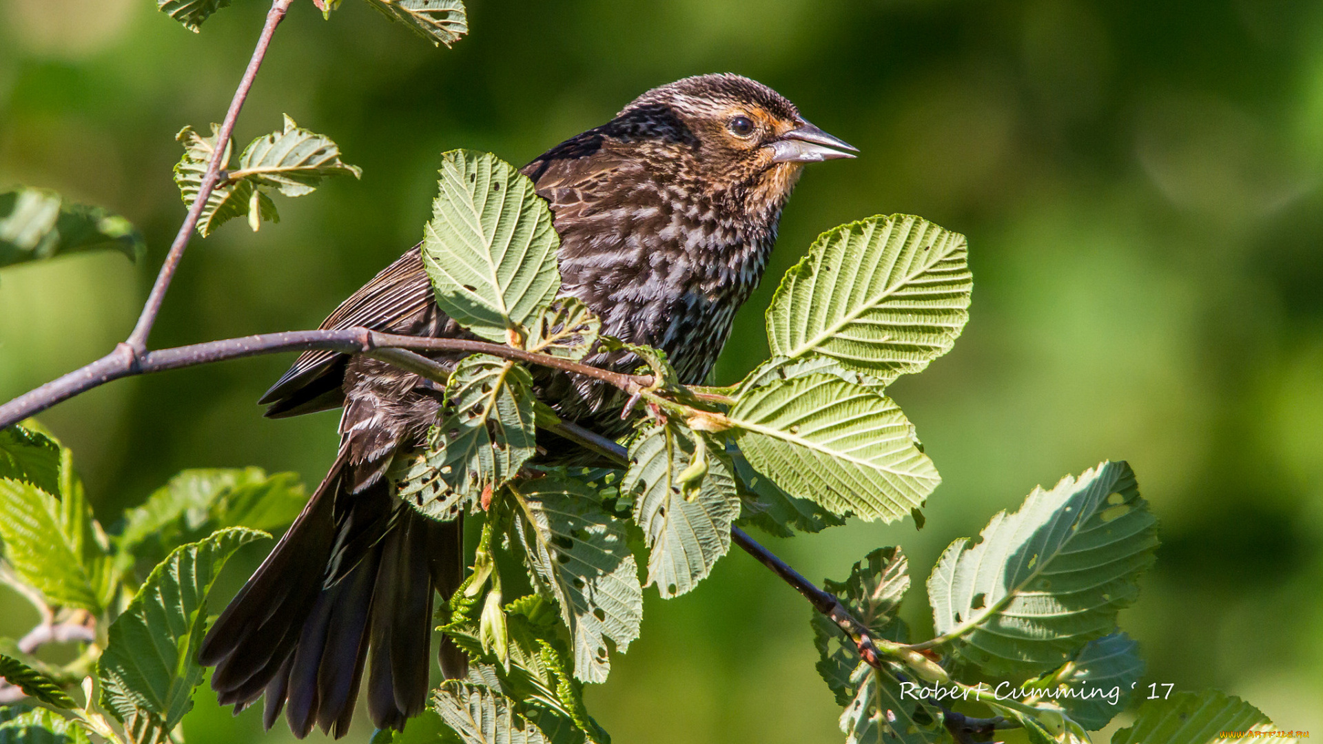 животные, птицы, птичка