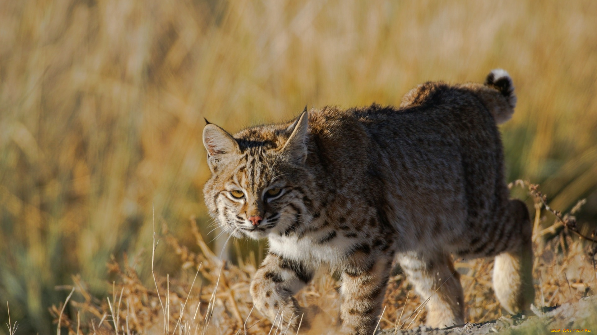 животные, рыси, взгляд