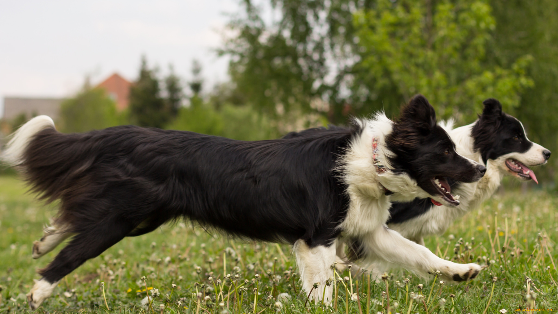 животные, собаки