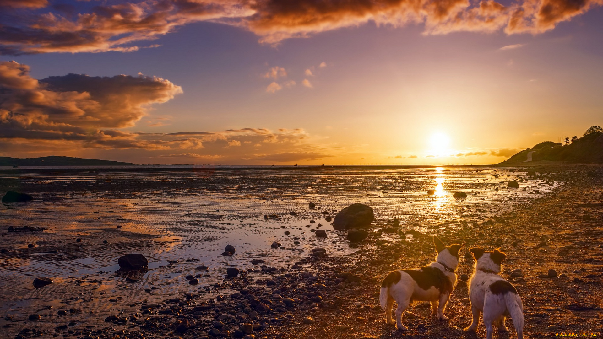 животные, собаки, друзья, берег, закат