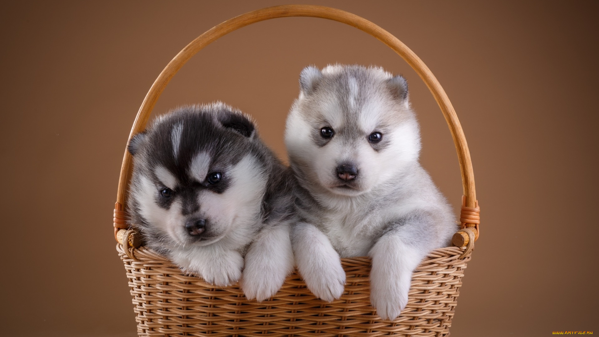 животные, собаки, хаски, щенки, корзина