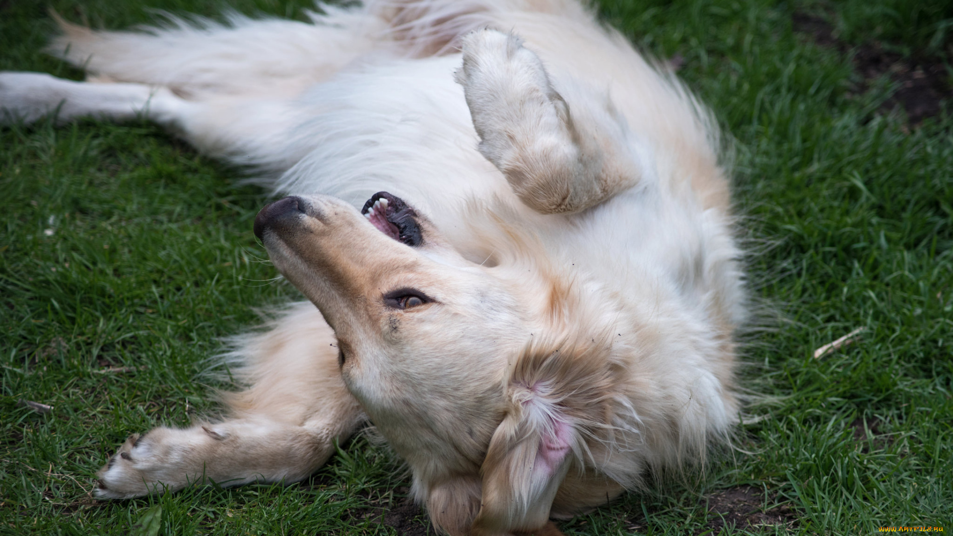 животные, собаки, собака