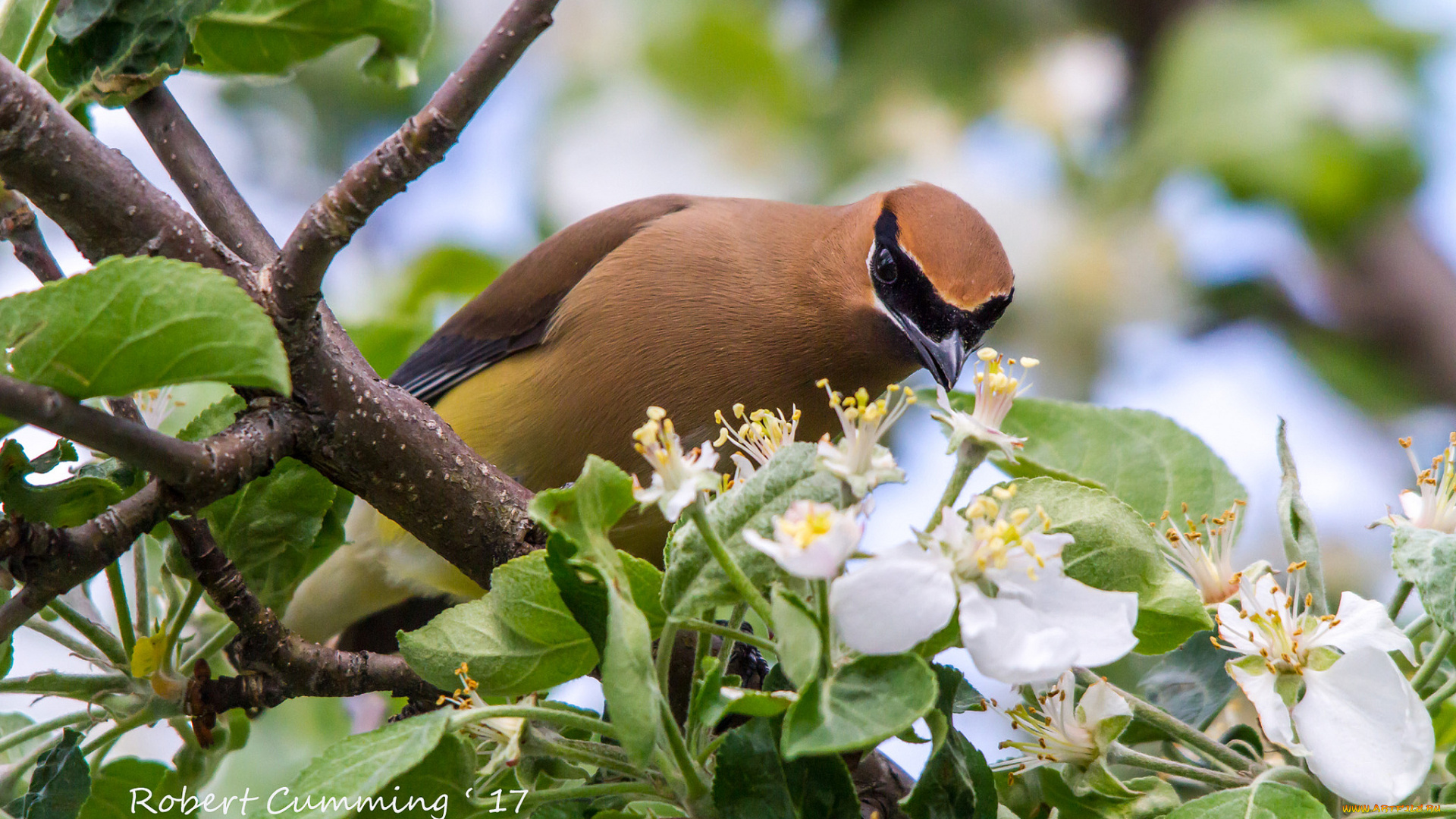 животные, свиристели, птичка